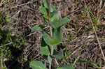 Scarlet beardtongue